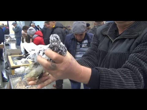 Видео: ЯРМАРКА ГОЛУБЕЙ В УФЕ  15 октября 2022 г  Часть 3