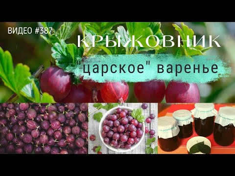 Видео: #387 КРЫЖОВНИК | царское варенье | пятиминутка