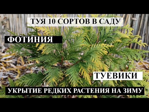 Видео: моя дача ОБЗОР САДА ТУЯ 10 СОРТОВ в саду | ТУЕВИК 2 сорта | УКРЫЛА  РЕДКИЕ РАСТЕНИЯ В САДУ | фотиния