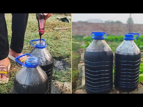 Видео: Сделайте мощное жидкое удобрение всего за 24 часа | Ускорьте рост растений с помощью натуральных ...