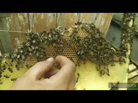 Видео: Пересадка 2-х роев с объединением. Практически!