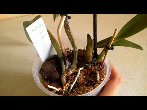 Видео: Как вырастить каттлею из псевдобульбы без ризомы и почки ? Эксперимент.Ч.2. Результаты через 1 месяц