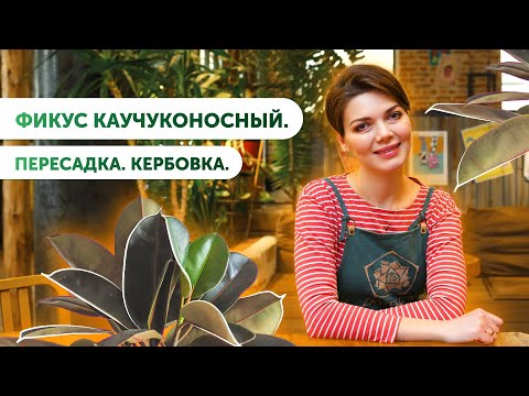 Видео: Фикус Каучуконосный. Пересадка. Кербовка.