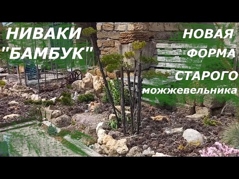 Видео: Ниваки  "БАМБУК". Новая форма старого можжевельника.