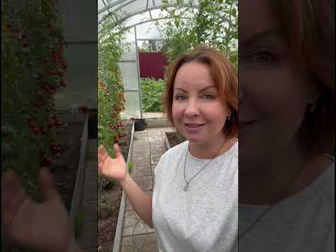 Видео: Почему томаты у меня не болеют ♥️