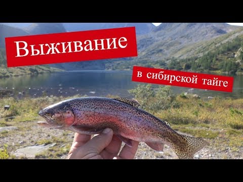 Видео: Чуть не умерли с голода. Выживание в Сибирской тайге