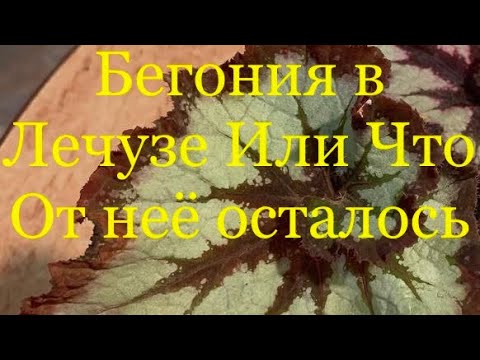 Видео: Бегония в Лечузе или Что от неё Осталось 🤪