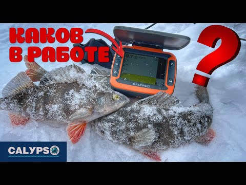 Видео: ЭХОЛОТ CALYPSO ТЕСТ НА РЫБАЛКЕ 🎣. КАК ПОКАЗЫВАЕТ РЫБУ? Поклевка на эхолот.