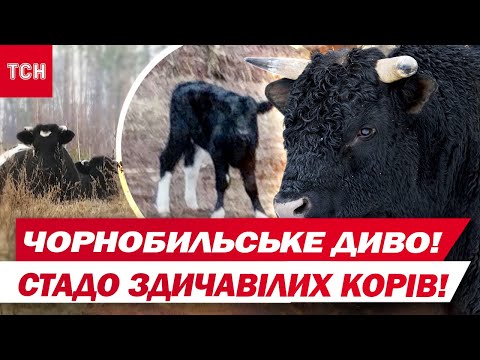 Видео: Чорнобильська чудасія! У стаді здичавілих корів біля ЧАЕС - з'явилося телятко!