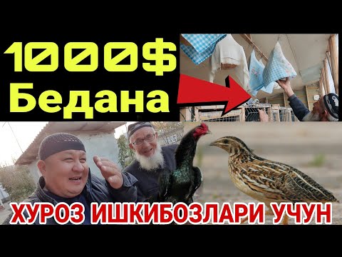 Видео: ПАРВОЗЛАР УЧУН УДАР ЯНГИЛИК/1000$ СОТИЛМАГАН БЕДАНА ИШОНИШ КИЙИН (ХУРОЗ ИШКИБОЗЛАРИ)