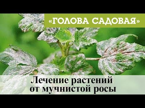 Видео: Голова садовая - Лечение растений от мучнистой росы