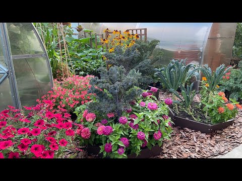 Видео: ОБЗОР МОЕГО УЧАСТКА В НАЧАЛЕ АВГУСТА! СОБИРАЮ УРОЖАЙ, ЛЮБУЮСЬ ЦВЕТАМИ