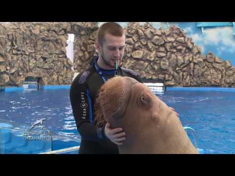 Видео: Талантливый морж Миша из Приморского океанариума