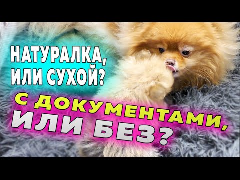 Видео: Щенкам шпица 36 дней. Обманули Крепыша. Жаркие споры собаководов. Шпиц Бэлла играет со щенками