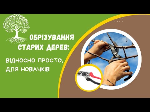 Видео: Як обрізати старе плодове дерево (якщо ви  жодного разу не робили цього раніше)