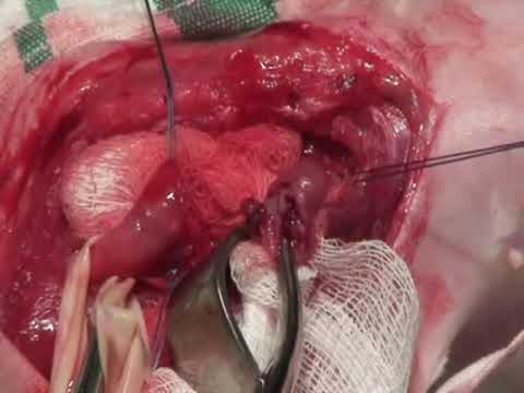 Видео: Павел Пульняшенко: опухоль пищевода у кошки