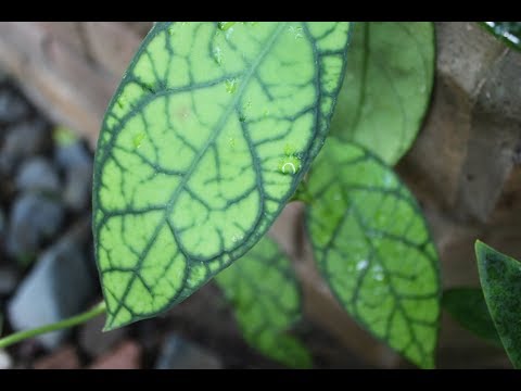 Видео: Хойи Весна-Лето.. Hoya Litoralis, Hoya Macgilivrayi, H. Potsii, H. callistophylla Flowering