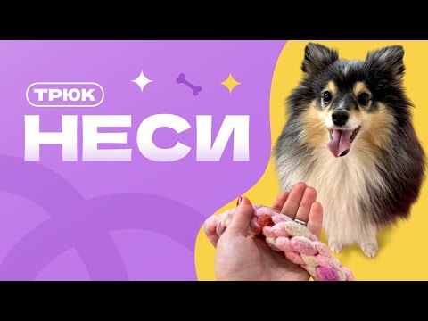 Видео: Апорт. Апортировка предмета. НАУЧИТЬ СОБАКУ ПРИНОСИТЬ В РУКУ ПРЕДМЕТ ИЛИ ИГРУШКУ. Неси игрушку