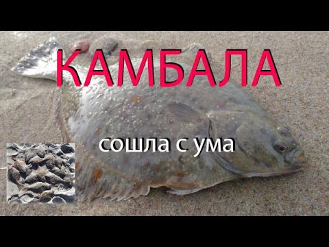 Видео: Камбала Куршской косы сошла с ума