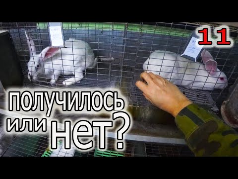 Видео: КАК ПРОВЕРИТЬ БЕРЕМЕННОСТЬ САМКИ. ЧТО ТАКОЕ РАБОТА САМКИ ПО ГРАФИКУ.