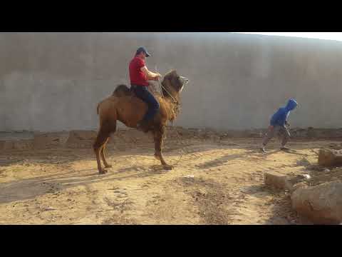 Видео: Черна Човандоз