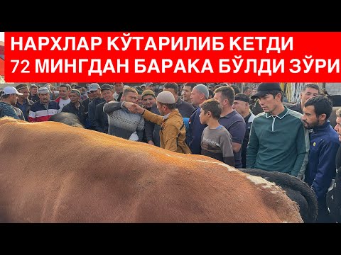 Видео: Ёр ситийга Ёзявондан семиз буқа келиб трендга чиқиб кетди. 8 10 2025. 