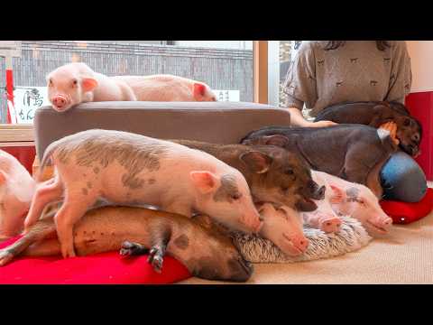 Видео: Внутри кафе Micro Pig в Токио, Япония | mipig cafe Asakusa