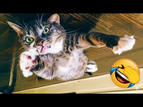 Видео: Самые смешные кошки и собаки 2025 года 😂 | Постарайтесь не смеяться над этими забавными моментами...