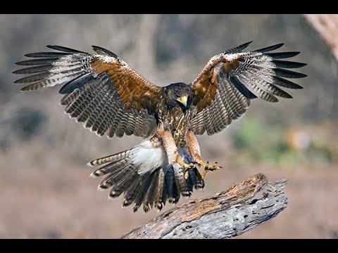 Видео: Звуки яструба! Для відпугування пташок! | Sounds of a hawk! 2 hour version! To scare away the birds!