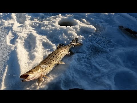 Видео: РЫБАЛКА НА БУРЕЙСКОМ ВОДОХРАНИЛИЩЕ 2 ЯНВАРЯ 2023  / ЩУКА НА ЖЕРЛИЦЫ ЗИМОЙ /РЫБАЛКА АМУРСКАЯ ОБЛАСТЬ