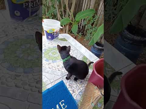 Видео: Жизнь в тропиках. Наводим порядок с котиком в отеле - #Филиппины, день из жизни