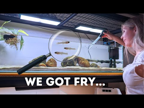 Видео: Перемещение мальков африканских цихлид в выростной аквариум!