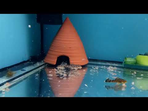 Видео: Номерные сомы.