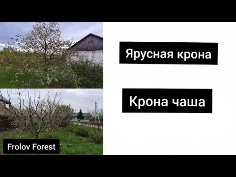 Видео: Формирование кроны яблони.  Чаша и ярусная крона.