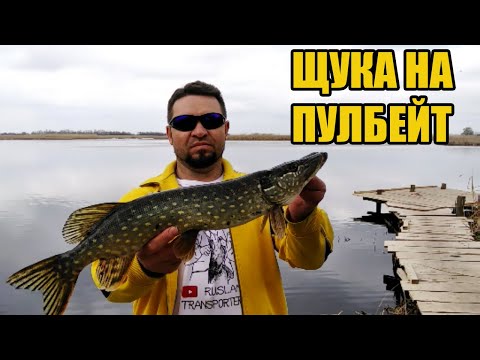 Видео: Щука на пулбейт Salmo Fatso 10s весной