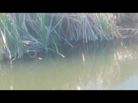 Видео: Клев неочень но карась клюет.