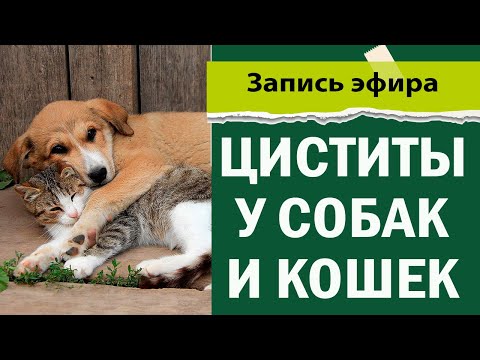 Видео: Циститы у кошек и собак | идиопатический цистит | ветеринария лекция вебинар