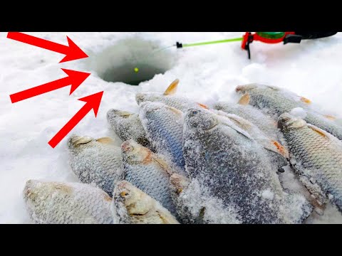 Видео: В этом болоте ПОЛНО РЫБЫ! Ловлю ПЛОТВУ и не только!