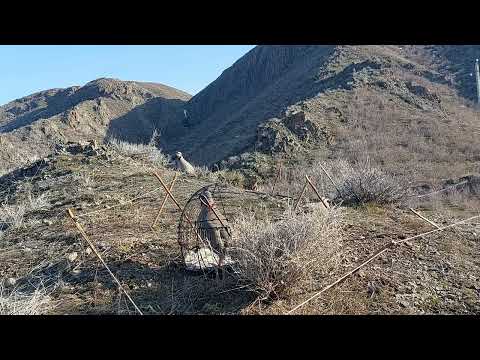 Видео: шикори каратов 15 03 2024