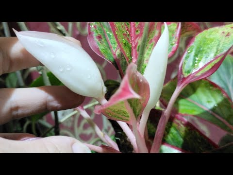 Видео: Аглаонема гүлдерін күтімі. (өзім жасап жүрген күтімім)