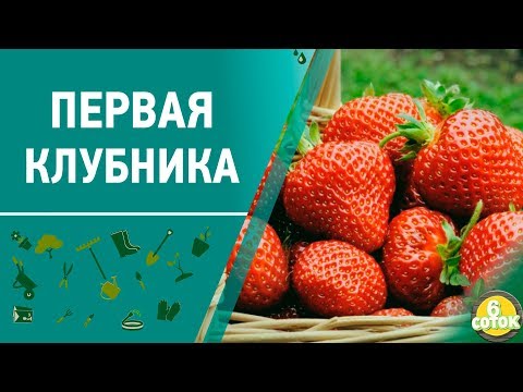 Видео: Первая клубника весной. Такую вы еще не ели. Какие сорта выбрать. 6 соток