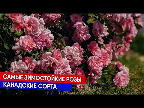 Видео: Самые зимостойкие розы канадские сорта