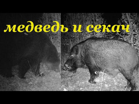 Видео: Медведь и секач