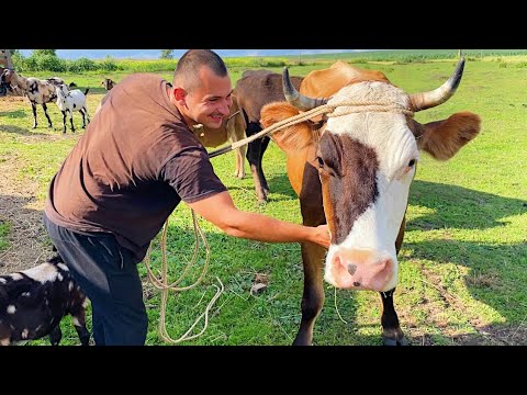 Видео: МЫ КУПИЛИ КОРОВУ! ПОПОЛНЕНИЕ В ХОЗЯЙСТВЕ! НАША ФЕРМА! ЖИЗНЬ ПРОСТЫХ ЛЮДЕЙ В ДЕРЕВНЕ!