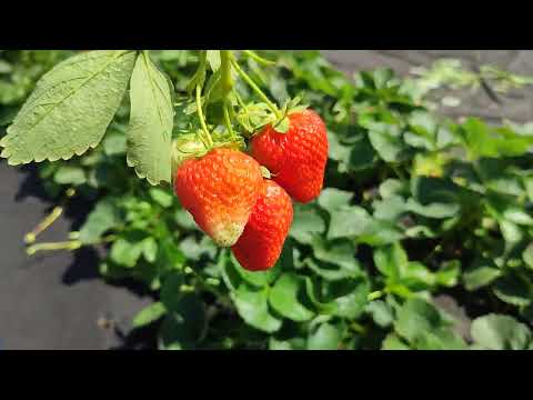 Видео: Ремонтантные сорта земляники, общий обзор. Омск, 24.06.2023г.