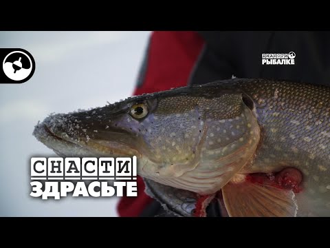 Видео: Крупная рыба встречает рыбака по одежке | Снасти, здрасьте!