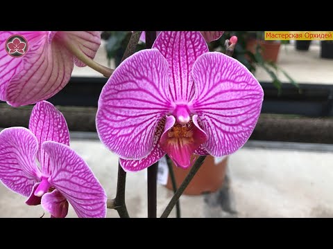 Видео: Как ОБРАБОТАТЬ орхидею от ТРИПСОВ? Лечим БОЛЬНУЮ орхидею!