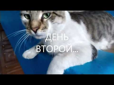 Видео: ОСЕННИЙ ВЛОГ. КОТ ТОМАС. В ГОСТЯХ У НАТАШИ.