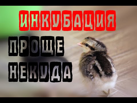 Видео: Инкубация куриных яиц. Все просто!!!