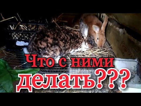 Видео: 4. Что с ними делать? Крольчихи породы Рекс
